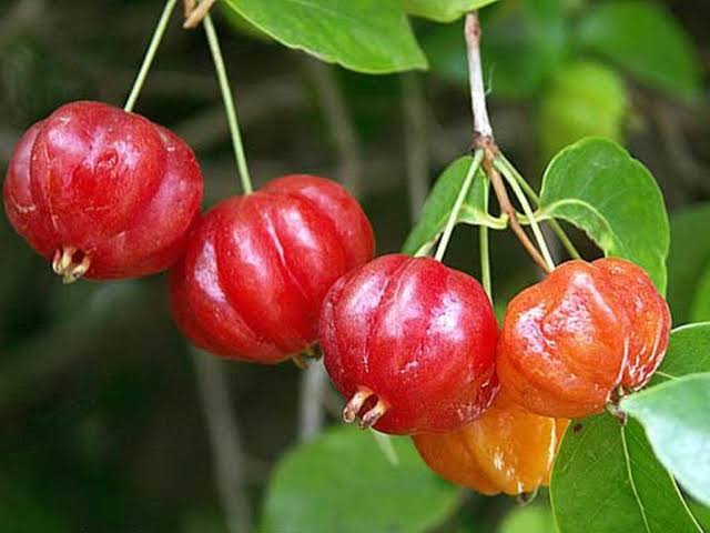 BRAZELIAN CHERRY (500 g, 5)